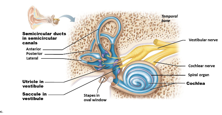<p>what is <span><span>Vestibular apparatus?</span></span></p>