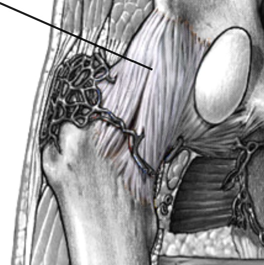 <p>Which ligament of the hip is located on the top anterior aspect of the hip joint?</p>