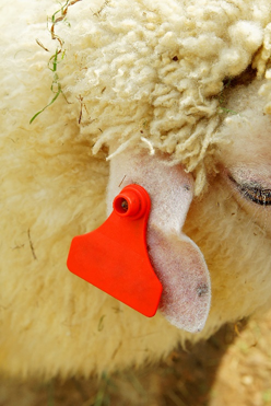 <p>The ear tag in the sheep’s ear below is attached to what part of the ear?</p><p>A. Vibrissae</p><p>B. Auricle</p><p>C. Nares</p><p>D. Papilla</p>