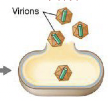 <p>Virions are released from the host; the host cell dies</p>