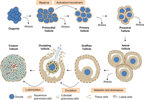 <p>Stem cells that undergo <strong>mitosis</strong> to produce about <strong>one million</strong> oogonia during fetal development.</p>
