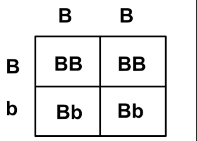 <p>b + b = bb</p><p>B + b = Bb</p><p>b + B = Bb</p><p>B + B = BB</p>