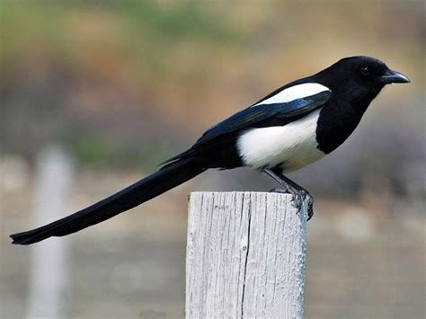 **Very long tail,** black, **white patches on body and wings**. Males and females similar.