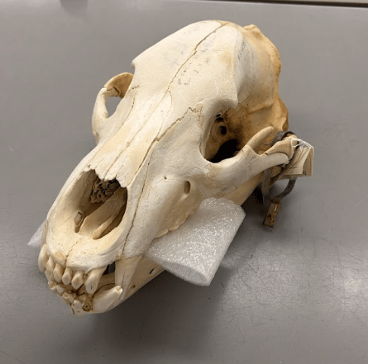 <p>What is this specimen?</p>