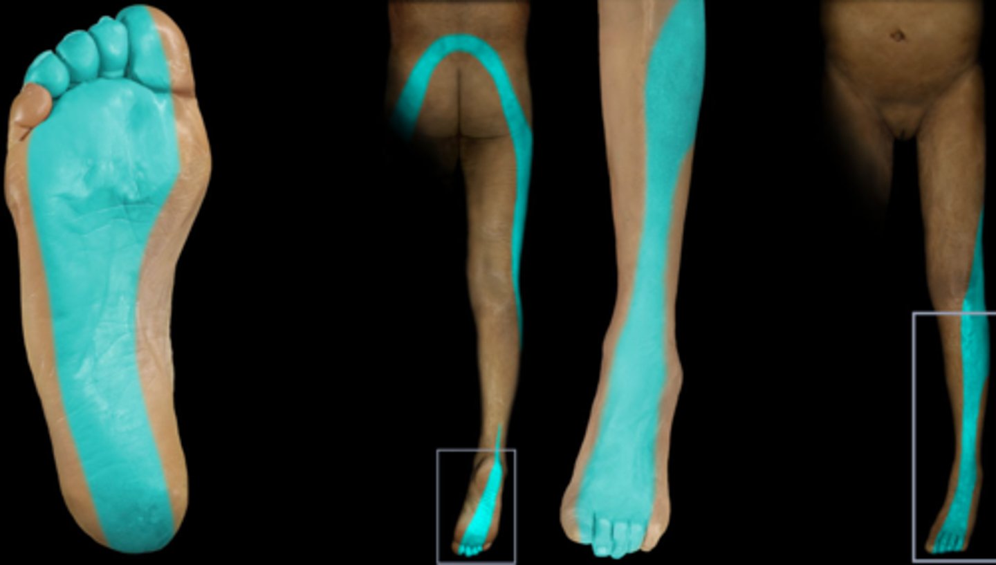 <p>dorsum of foot</p>
