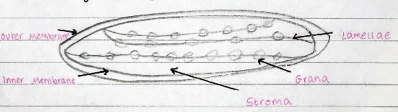 * Small, flattened structures found in plant and algal cells which are the site of **photosynthesis**.

  \
* They are surrounded by a double membrane, with an inner membrane called the **thylakoid** **membrane**.

  \
* Thylakoid membranes are stacked up to form **grana**, which are linked together by **lamellae**.

\
* The fluid inside is the **stroma**.