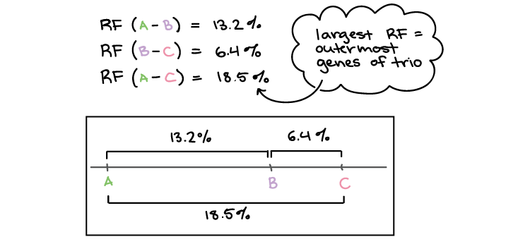 <p>Linkage Map</p>