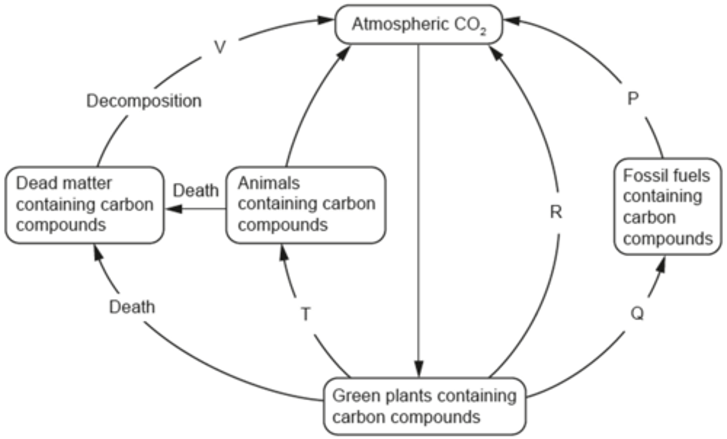 <p>1. Photosynthesis</p><p>2. Respiration</p><p>3. Decomposition</p><p>4. Combustion</p><p>Key for image:</p><p>P: Combustion</p><p>Q: Fossilization</p><p>R: Respiration</p><p>T: Feeding / Consumption</p><p>V: Decomposition</p><p>Central Arrow: Photosynthesis </p>