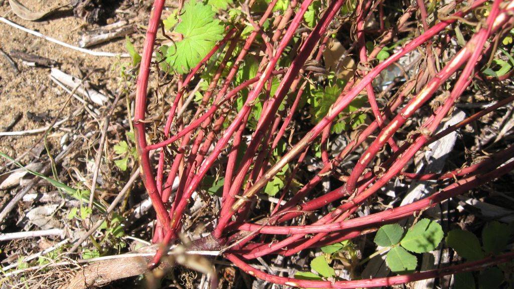 <ul><li><p>Euphorbia terracina</p></li><li><p>Invasive</p></li></ul>