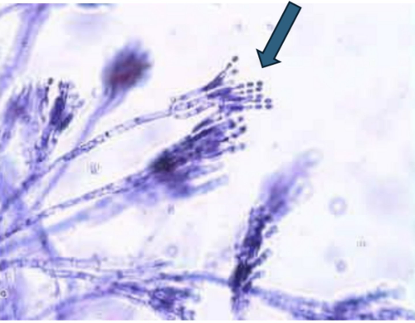 <p>produces conidia; asexual</p>