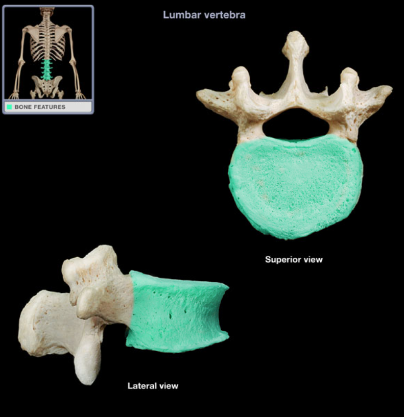 <ul><li><p>Location: Vertebra (anterior aspect)</p></li><li><p>Description: Oval ventral portion, Forms ventral wall of vertebral canal</p></li><li><p>Comment: Supports body weight</p></li></ul><p></p>