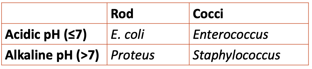 <p>proteus spp</p><p>(urease-producing bacteria, promote formation of struvite stones)</p>