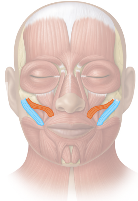 <p>Action and innervation of facial expression muscles: Zygomaticus Major and Zygomaticus Minor </p>