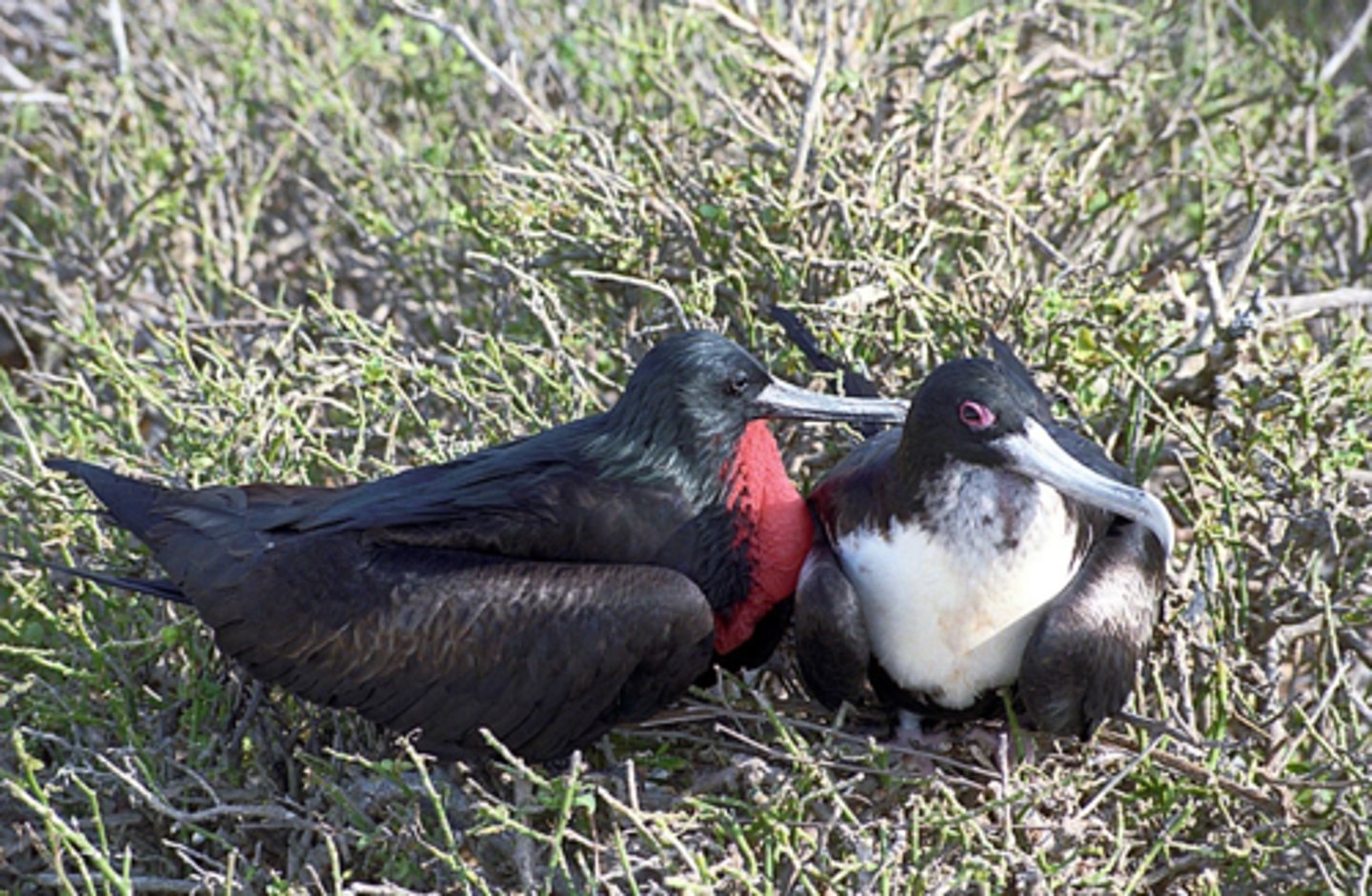 <p>Great Frigatebird (11 facts)</p><p>- 1 Diet/Prey</p><p>- 6 Size/Color</p><p>- 2 Reproduction/Displays</p><p>- 1 Predators</p><p>- 1 Other</p>