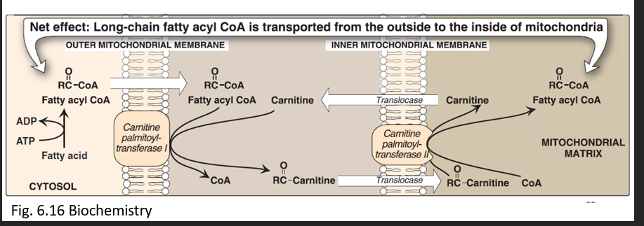 <p>Bruker carnitine shuttle</p>