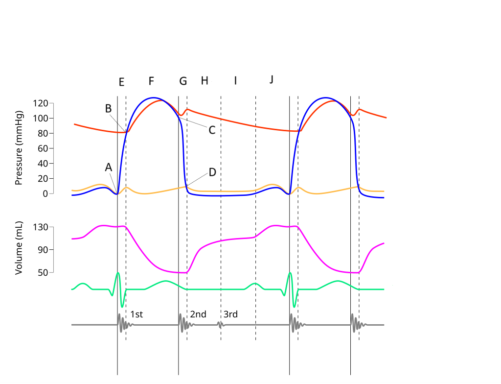 <p>Where on this Wiggers diagram does isovolumic contraction take place?</p>