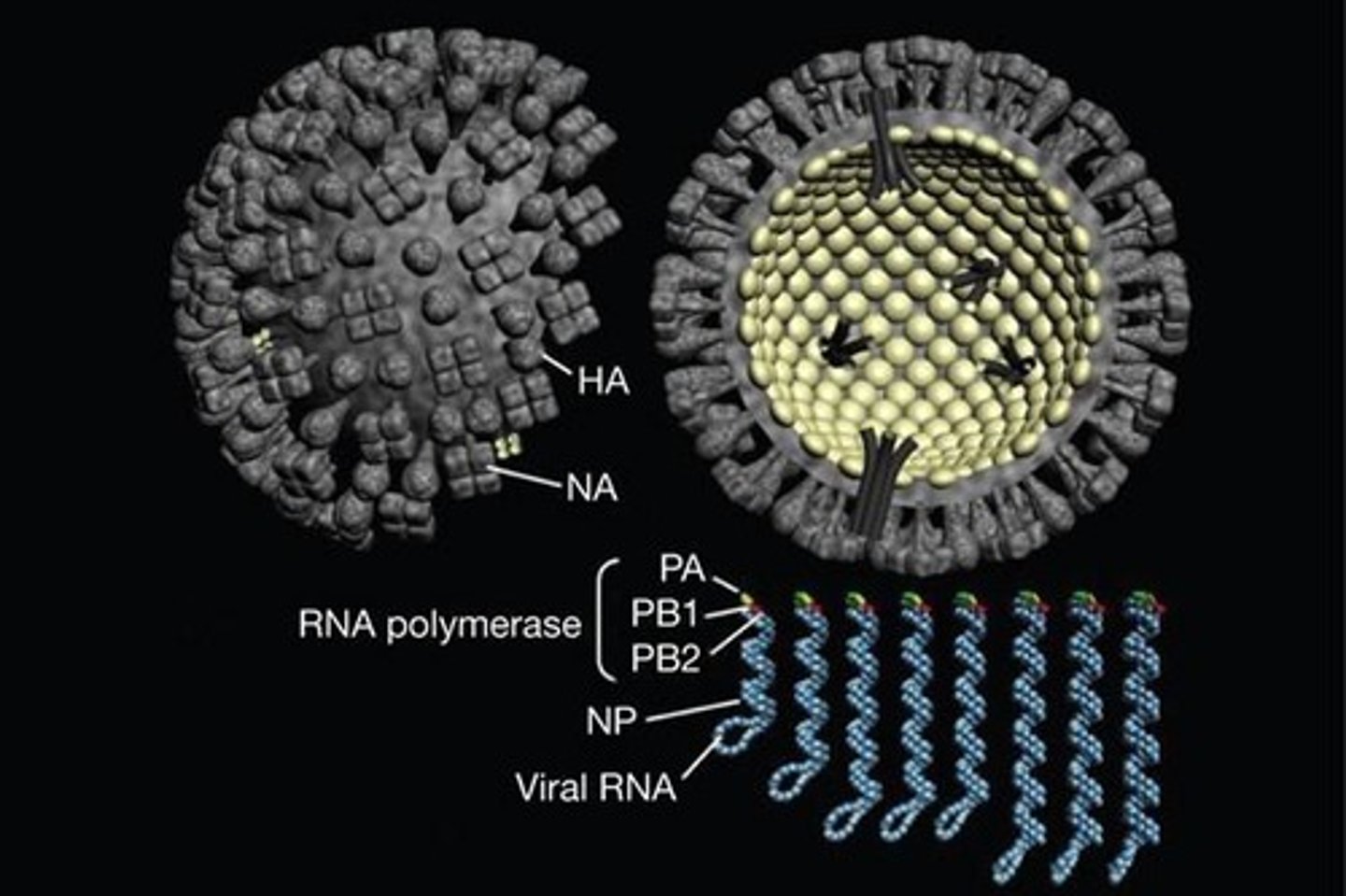 <p>It binds to sialic acid on glycoproteins for viral entry.</p>