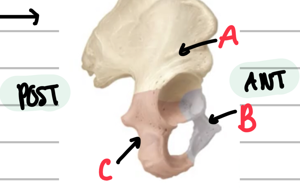 <p>Describe the structure and name the bones of the pelvis. </p>