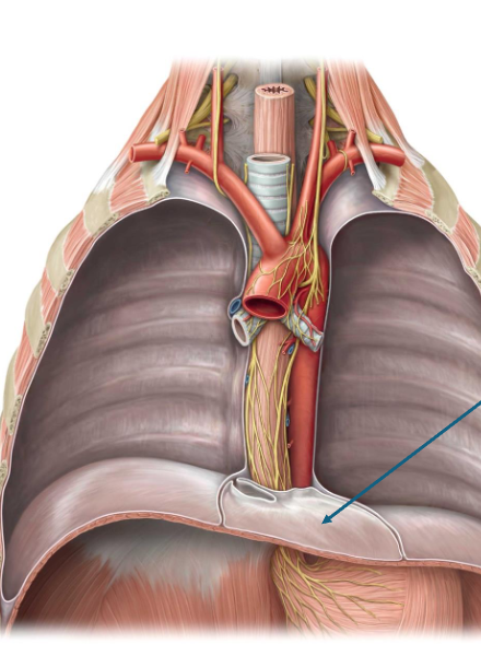 <p>? and divides what </p>
