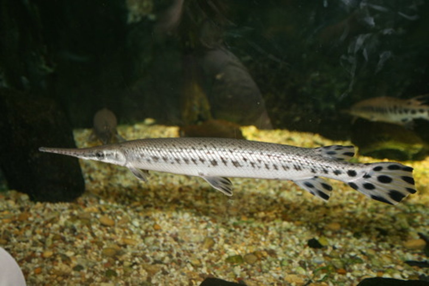<p>long slender snout, interlocking armored scales, lives in long rivers in slow moving water, feeds on small fish</p>