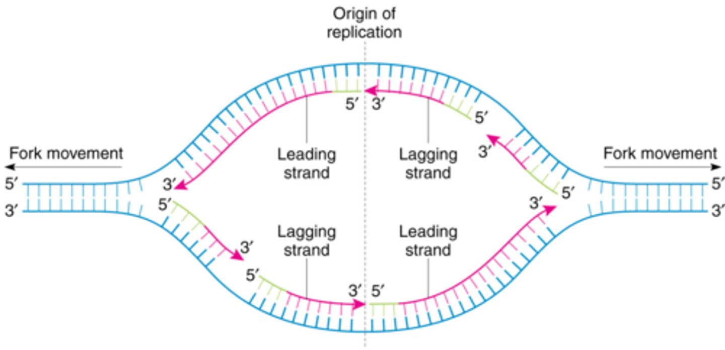 <p>A type of DNA replication that occurs in two directions from the origin of replication.</p>