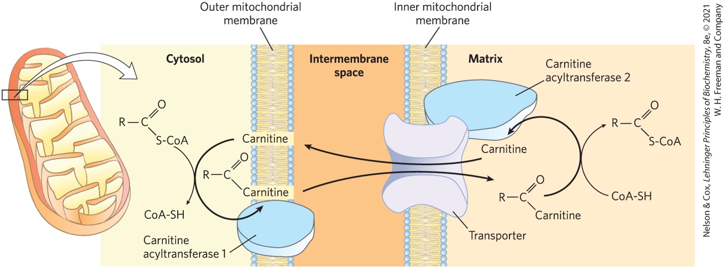 <ul><li><p>intermembrane space (IMS) </p></li><li><p>large protein pores </p></li></ul><p></p>