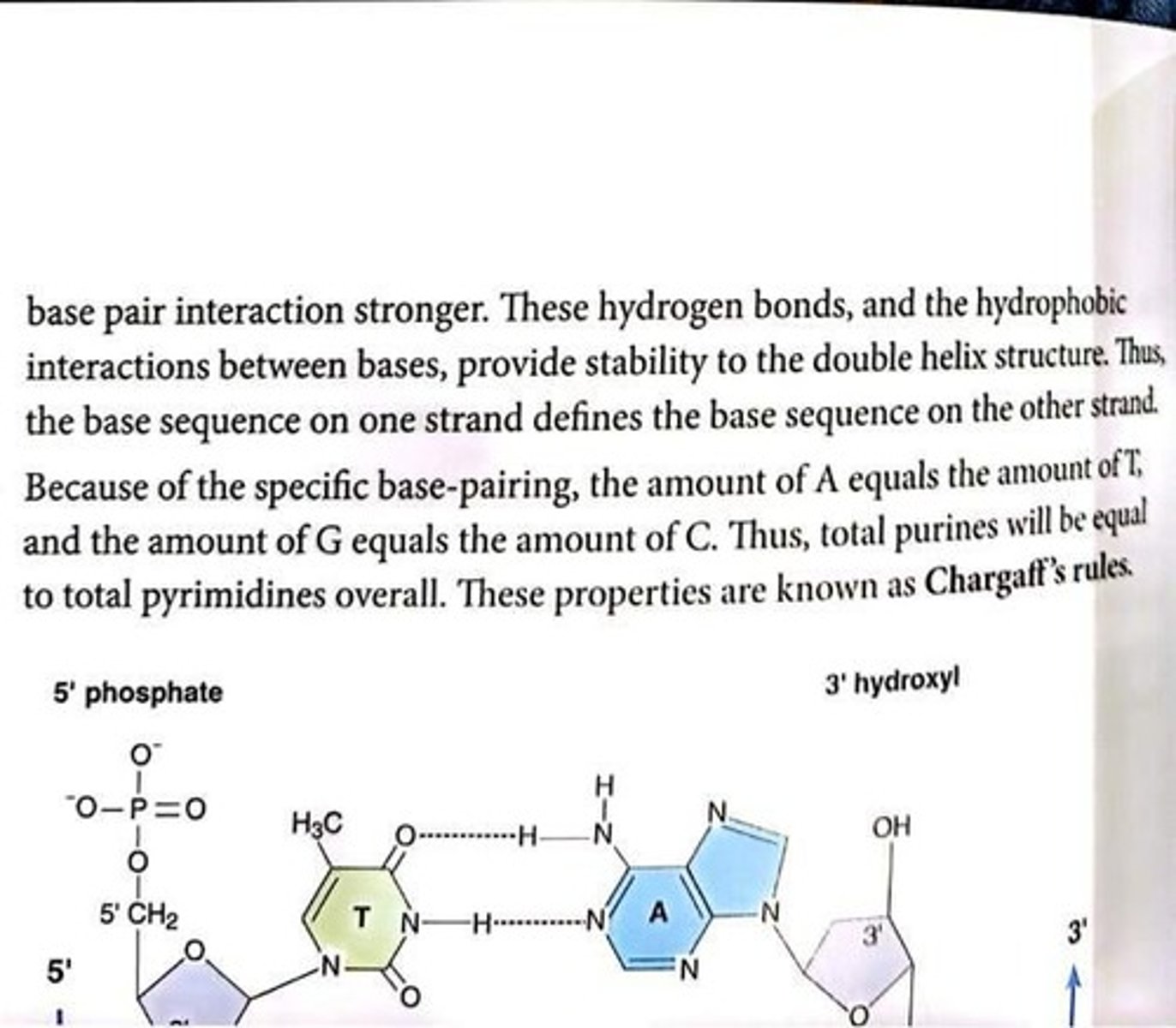 <p>Specific pairing of adenine with thymine, guanine with cytosine.</p>