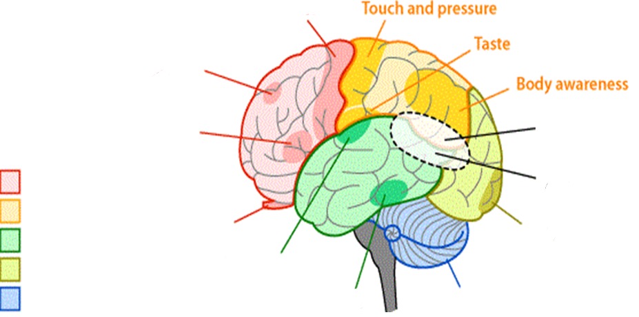 <ul><li><p>touch and pressure</p></li><li><p>taste</p></li><li><p>body awareness</p></li></ul>