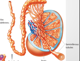 <ul><li><p><strong>Seminiferous tubules:</strong> site of sperm production</p></li><li><p><strong>Sertoli cells:</strong> nourish sperm and protect them from the immune system</p></li><li><p><strong>Leydig cells:</strong> produce testosterone to regulate spermatogenesis</p></li></ul><p></p>