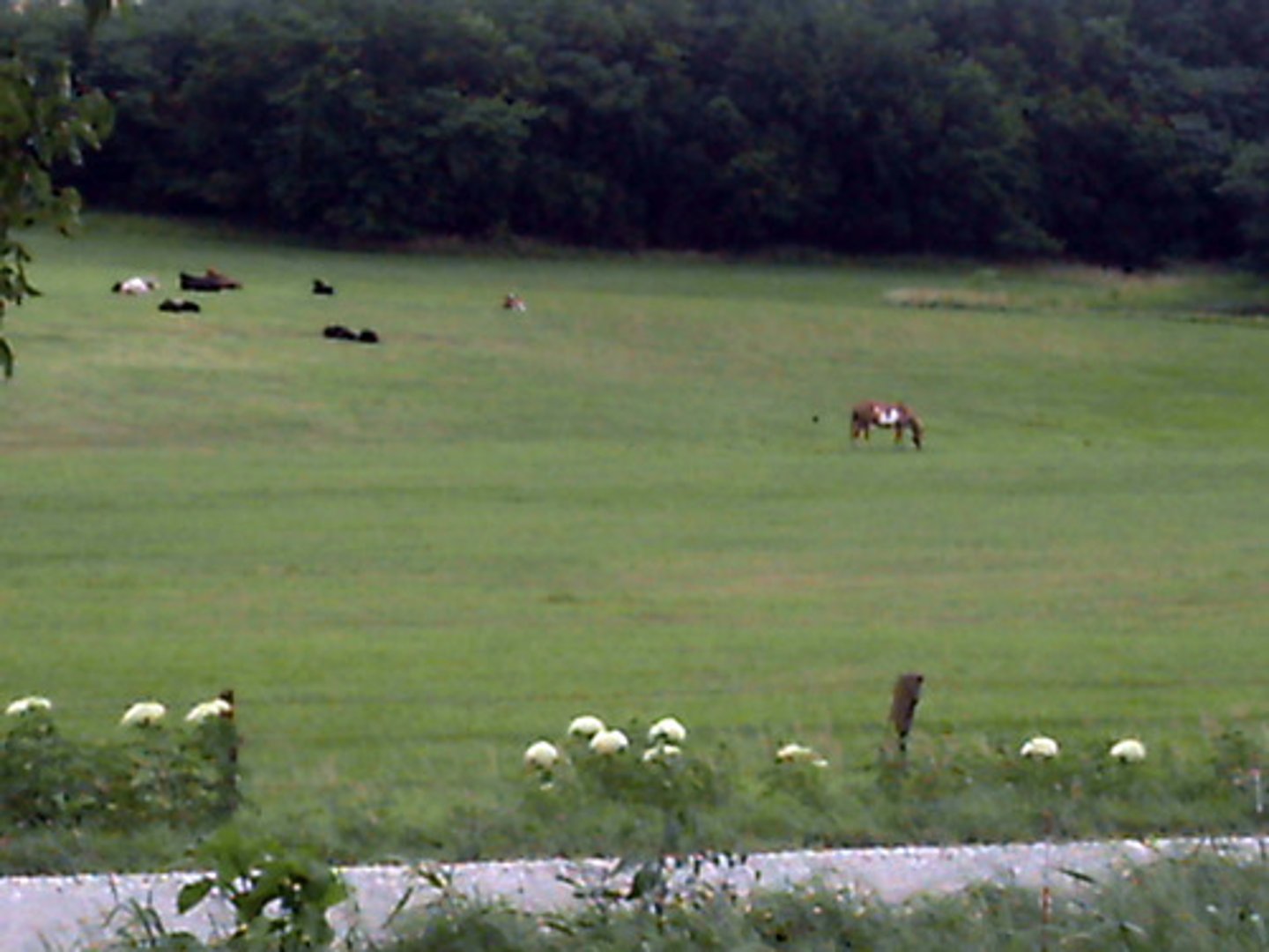 <p>large area of grassy land where it is appropriate to keep livestock</p>