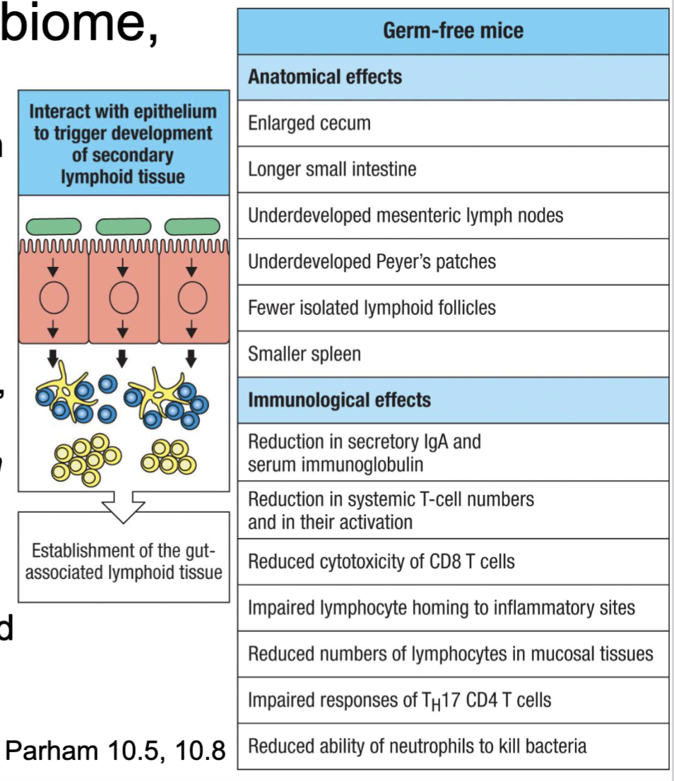<ul><li><p><span><span>We are colonized during and early after birth</span></span></p></li><li><p><span><span>Microbiome mediates secondary lymphoid development in intestine and subsequent</span></span><br><span><span>immune balance (figured out in germ free mice)</span></span></p></li><li><p><span><span>Pathology associated with dysfunctional/ altered microbiome (i.e. antibiotics, infection,</span></span><br><span><span>diet, pollution, stress, genetics)</span></span></p></li><li><p><span><span>Emergence of fecal transplant therapies</span></span></p></li></ul><p>defect in immune development in C section children</p>