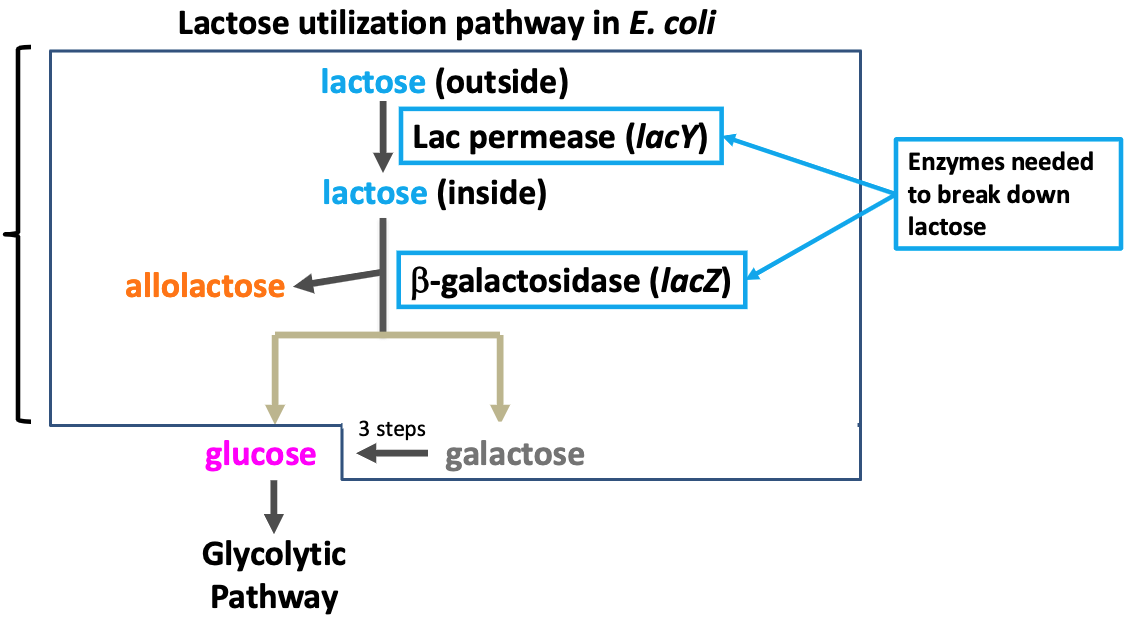 <p>lac permease (lacY)</p><p>beta-galactosidase (lacZ)</p>