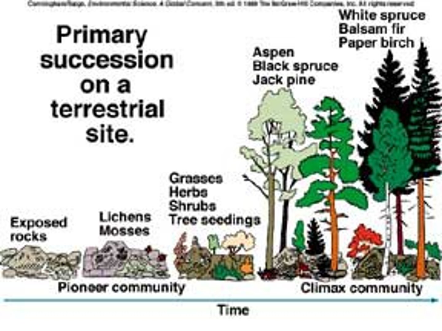 <p>Ecological succession occurring on surfaces with bare rock and no soil</p>