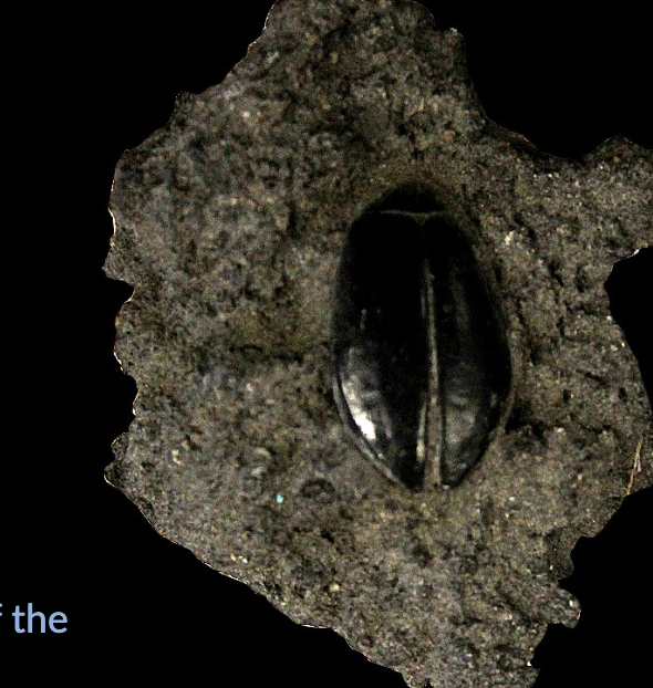 <p>Fossilization in tar pit </p><ul><li><p>Fossilization happens in tar swamps, where HYDROCARBONS from the Earth’s interior reaches the surface </p></li></ul><p></p>