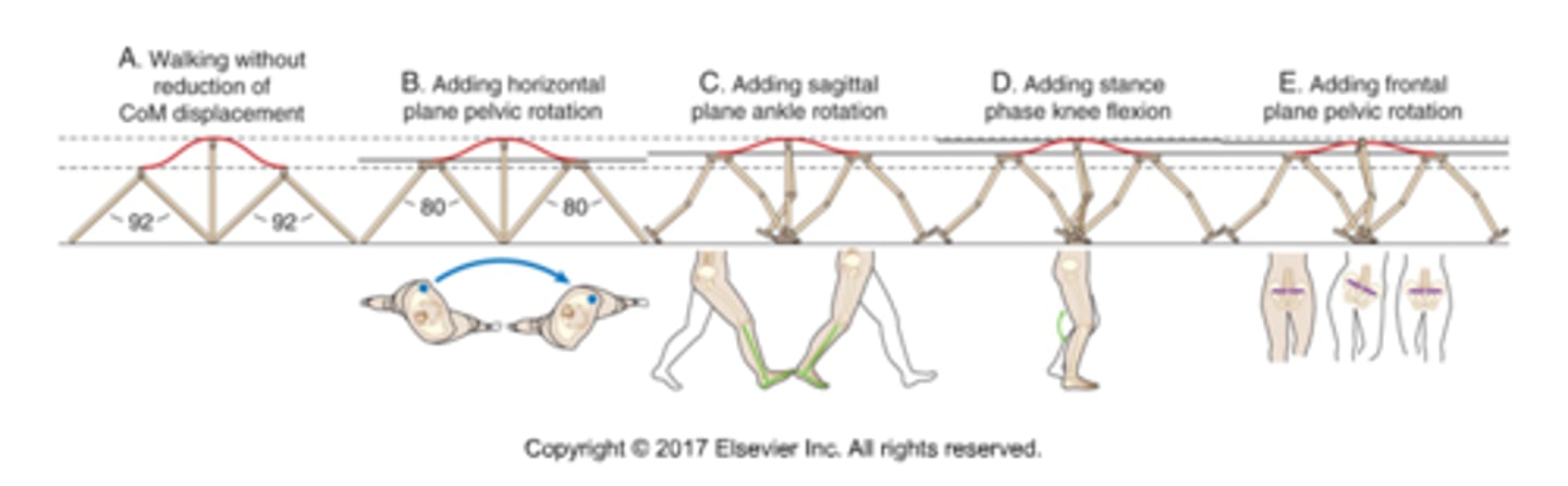 <p>Reduces upward displacement of the CoM: during stance phase the contralateral iliac crest falls. Throughout the gait cycle the iliac crests alternately rise and fall like a seesaw. However, the point anterior to S2 (point of the body's CoM) remains stationary.</p><p>(keeps CoM in middle)</p>