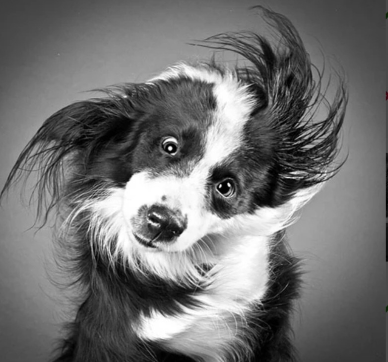 <p>To achieve this photo what type of shutter speed is necessary?</p>
