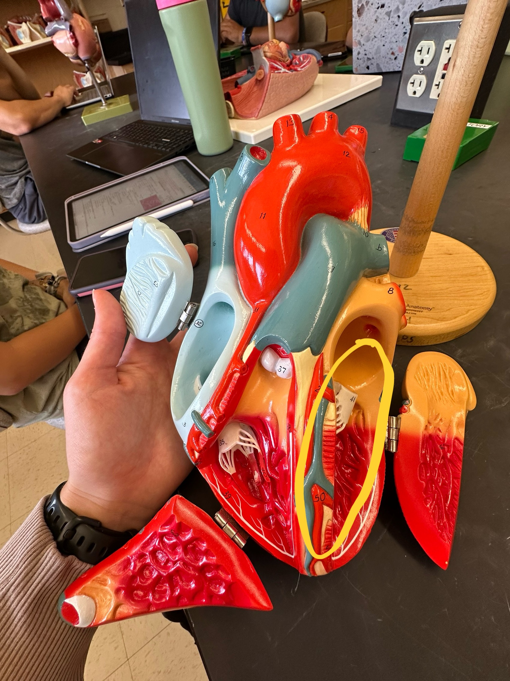 <p>whole section</p>