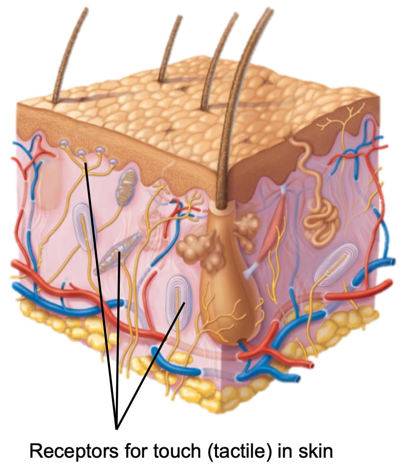 1. Sensory nervous system 
2. Receives sensory information from
- Skin
- Fascia
- Joints
- Skeletal muscles
- Special senses
3. Free nerve endings in almost all body tissues
4. Includes receptors for 
- Touch
- Pain
- Pressure
- Vibration
- Temperature
5. Proprioception 