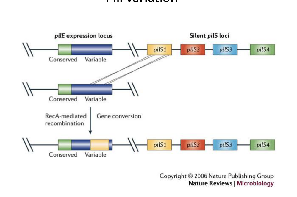 <p><span>Type IV pilus for movement and adherence to epithelium</span></p><p><span>PilC attaches to epithelial cells through interaction with a host surface protein (CD46)</span></p><p><span>The pilus is also required for natural competence. Takes up DNA</span></p><p>antigenic variation: multiple copies of pilE stored and silent. Can be switched into transcriptionally active site to change pilE type</p>