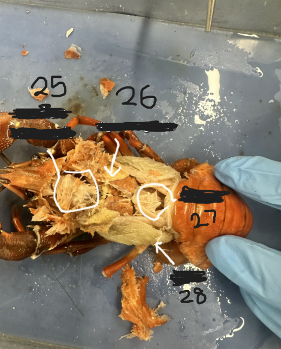 <p>What is option 25</p>