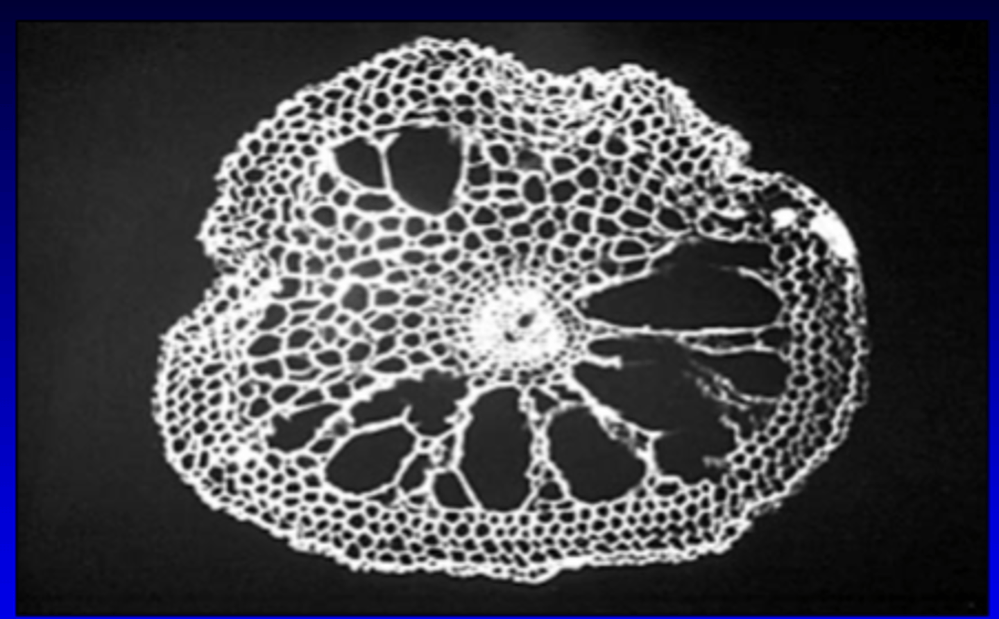 <p>allow Spartina to exchange gases, even when surrounded by anoxic soil</p>