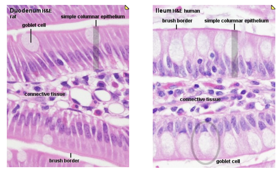 <p>The nucleus may be elongated</p>