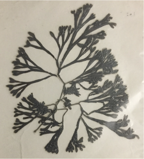 <p>Fucus (pressed specimen)</p>