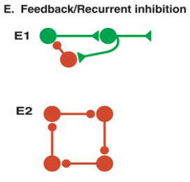 <p>Explain what an interneuron is and what it does in feedforward and feedback inhibition.</p><p>(Tip: It might help to draw this one out!)</p>