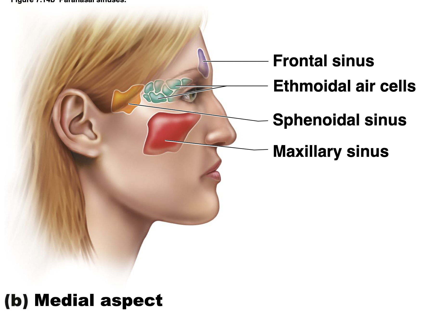 What are the purposes of the paranasal sinuses?  Name them.