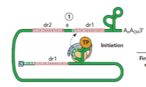 <p><span>– La </span><strong>RT ajoute 3 à 4 désoxynucléotides</strong><span> à l’extrémité OH du </span><strong>domaine terminal de la protéine P</strong><br><span>– Cette protéine P agit comme :</span><br><span>• </span><strong>Amorce (primer)</strong><br><span>• </span><strong>Enzyme catalytique</strong></p>