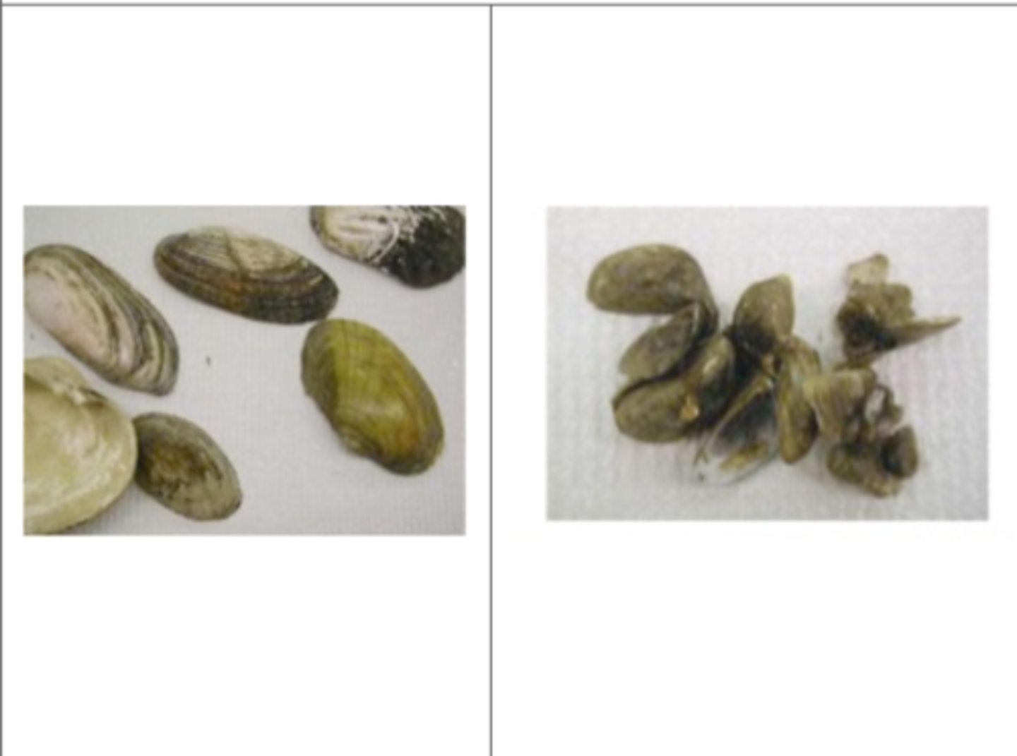 <p>Phylum Mollusca, Class Bivalvia</p>