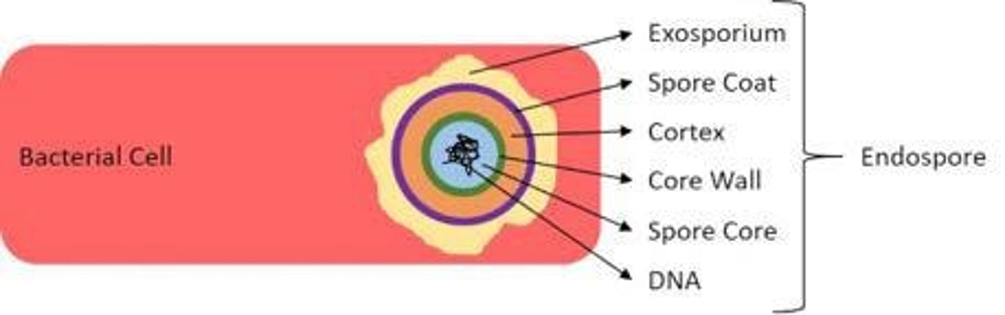 <p>A tough, resistant structure formed by some bacteria to survive poor environmental conditions.</p>