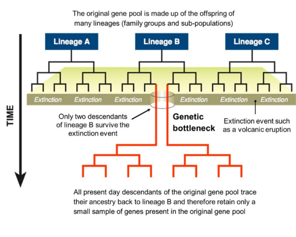 <ul><li><p>This occurs when the breeding population is reduced by 50% or more.</p></li><li><p>Population bottlenecks increase genetic drift, as the rate of drift is inversely proportional to the population size. They also decrease genetic diversity.</p></li></ul>