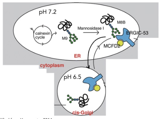 <ul><li><p>lectin = carbohydrate-binding protein</p></li><li><p>type I transmembrane protein w/ dihydrophobic motif (FF) in cytoplasmic tail</p></li></ul>